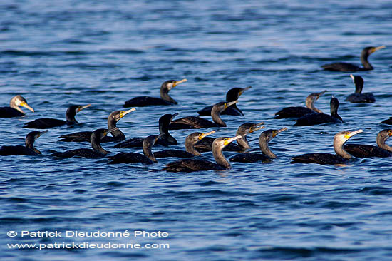 Great Cormorant (Phalacrocorax carbo) - Grand cormoran  10594