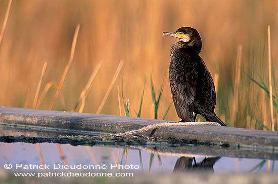 Great Cormorant (Phalacrocorax carbo) - Grand cormoran  10922