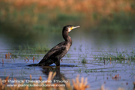 Great Cormorant (Phalacrocorax carbo) - Grand cormoran  10923