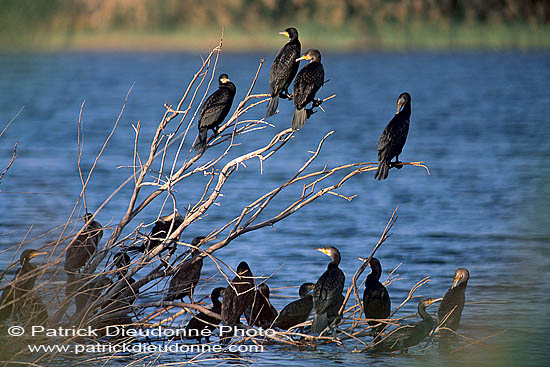 Great Cormorant (Phalacrocorax carbo) - Grand cormoran  10924