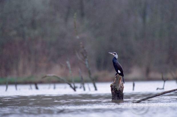 Great Cormorant (Phalacrocorax carbo) - Grand cormoran - 20123