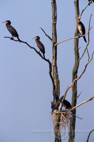 Great Cormorant (Phalacrocorax carbo) - Grand cormoran - 20124