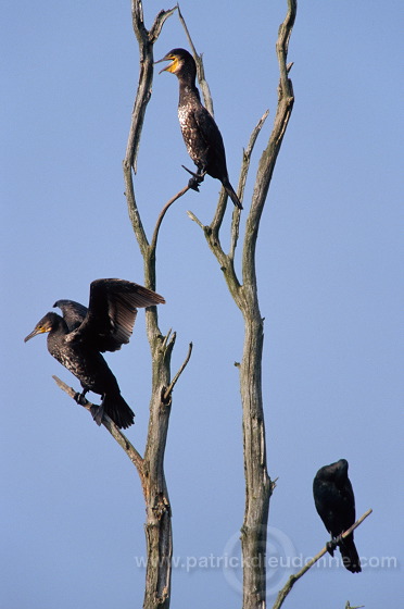 Great Cormorant (Phalacrocorax carbo) - Grand cormoran - 20125