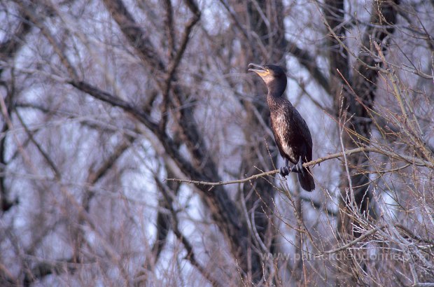 Great Cormorant (Phalacrocorax carbo) - Grand cormoran - 20126