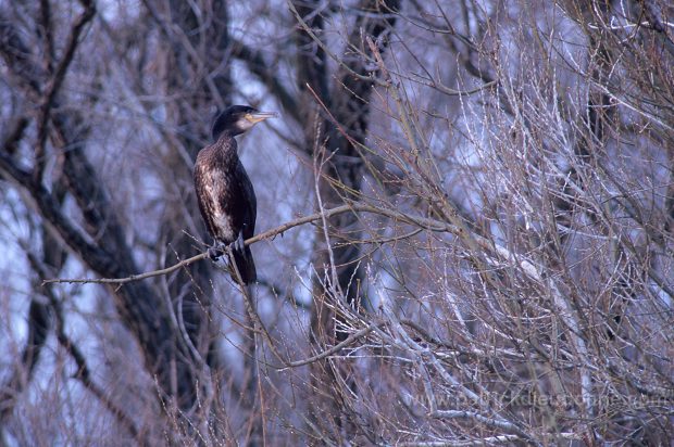 Great Cormorant (Phalacrocorax carbo) - Grand cormoran - 20127