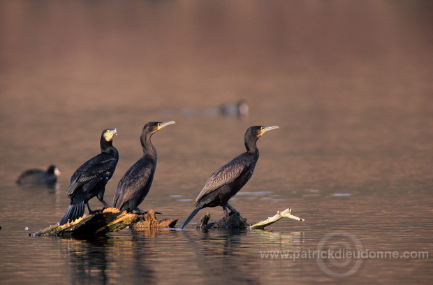 Great Cormorant (Phalacrocorax carbo) - Grand cormoran - 20128