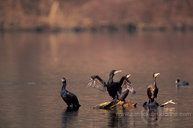 Great Cormorant (Phalacrocorax carbo) - Grand cormoran - 20129