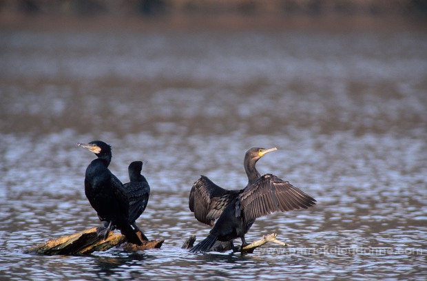 Great Cormorant (Phalacrocorax carbo) - Grand cormoran - 20130