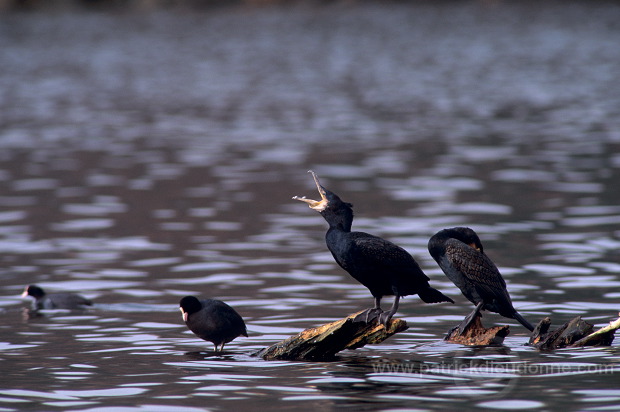 Great Cormorant (Phalacrocorax carbo) - Grand cormoran - 20131