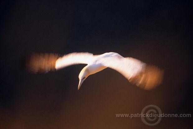 Gannet (Sula bassana) - Fou de Bassan -  20001 -