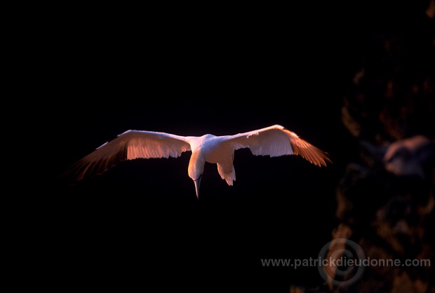 Gannet (Sula bassana) - Fou de Bassan -  20002