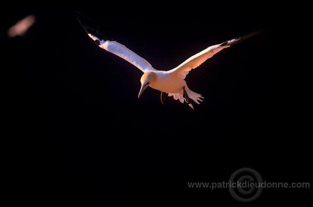 Gannet (Sula bassana) - Fou de Bassan -  20003