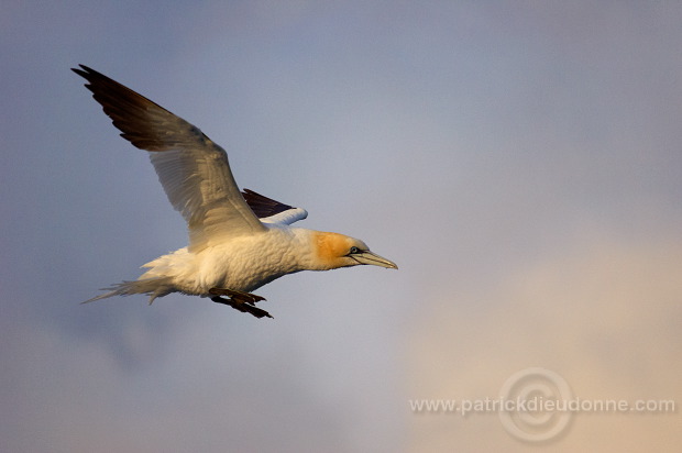 Gannet (Sula bassana) - Fou de Bassan -  20004