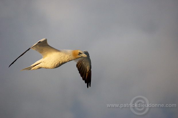 Gannet (Sula bassana) - Fou de Bassan -  20005