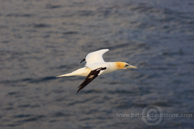 Gannet (Sula bassana) - Fou de Bassan -  20006