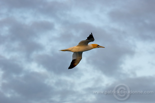 Gannet (Sula bassana) - Fou de Bassan -  20007