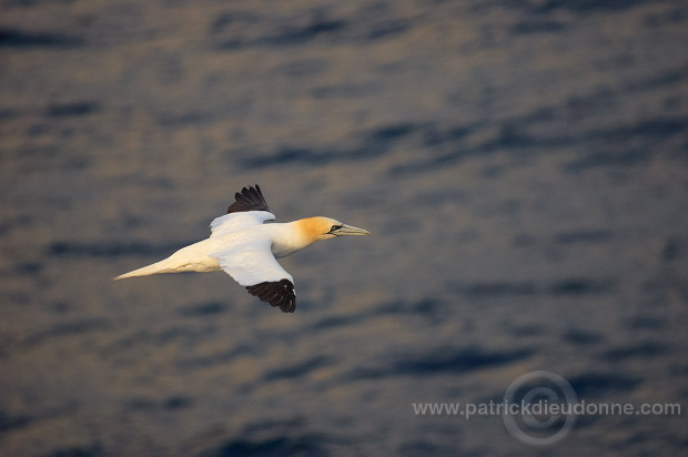 Gannet (Sula bassana) - Fou de Bassan -  20008