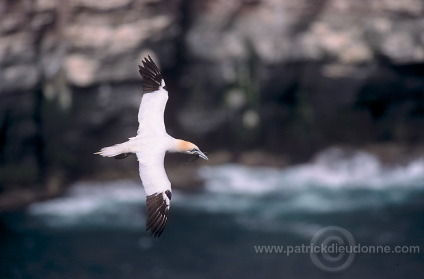 Gannet (Sula bassana) - Fou de Bassan -  20009