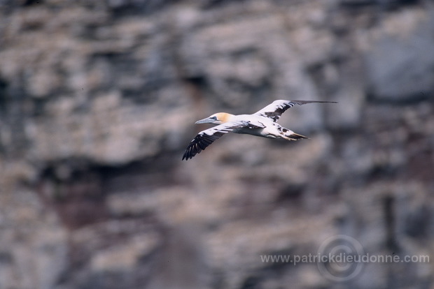 Gannet (Sula bassana) - Fou de Bassan -  20010