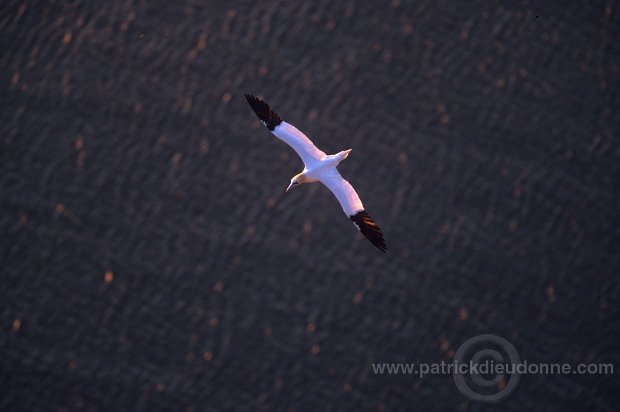 Gannet (Sula bassana) - Fou de Bassan -  20011