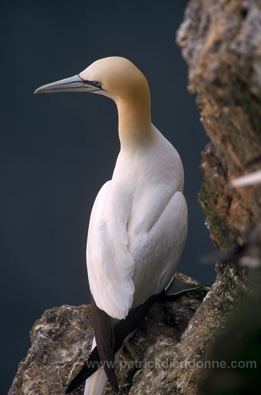 Gannet (Sula bassana) - Fou de Bassan -  20012