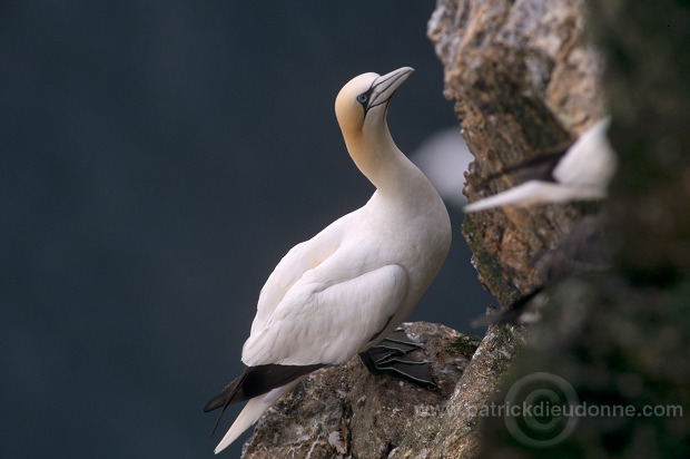 Gannet (Sula bassana) - Fou de Bassan -  20013