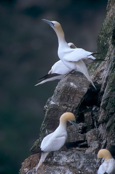 Gannet (Sula bassana) - Fou de Bassan -  20015