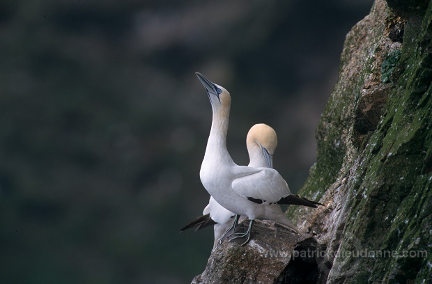 Gannet (Sula bassana) - Fou de Bassan -  20016