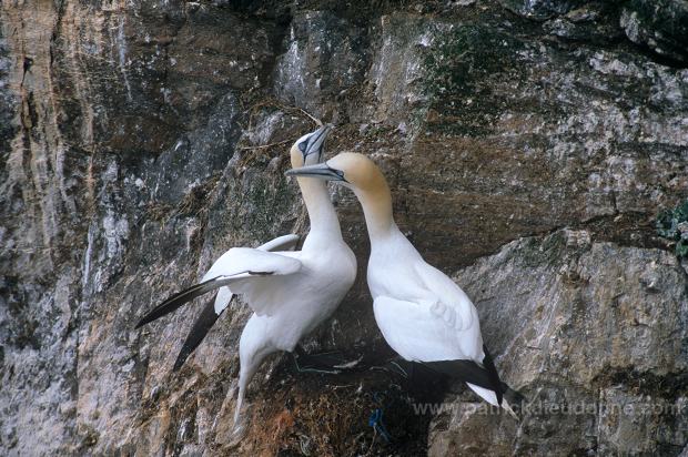 Gannet (Sula bassana) - Fou de Bassan -  20017