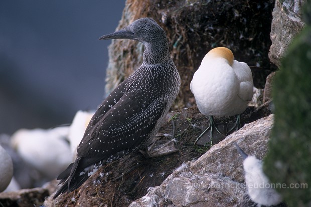 Gannet (Sula bassana) - Fou de Bassan -  20019