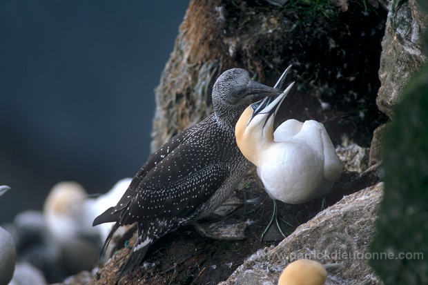 Gannet (Sula bassana) - Fou de Bassan -  20020