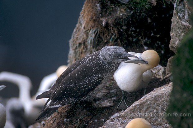 Gannet (Sula bassana) - Fou de Bassan -  20021