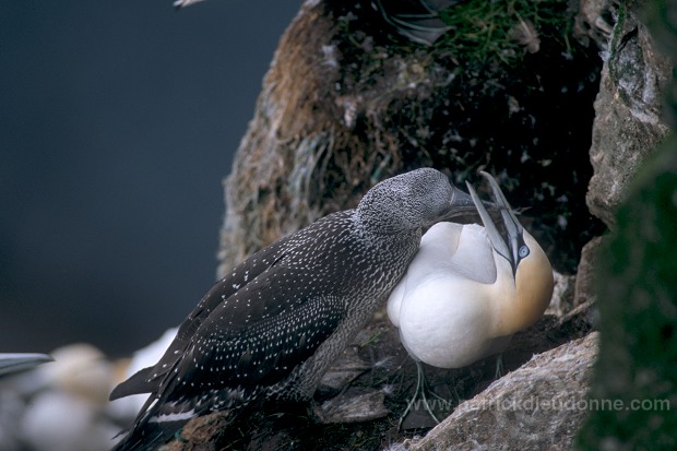 Gannet (Sula bassana) - Fou de Bassan -  20022