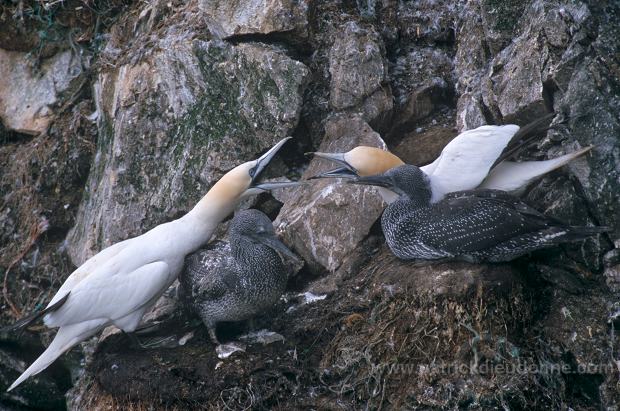 Gannet (Sula bassana) - Fou de Bassan -  20025