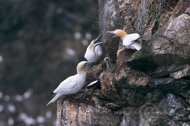 Gannet (Sula bassana) - Fou de Bassan -  20027