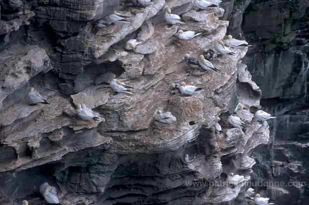 Gannet (Sula bassana) - Fou de Bassan -  20028