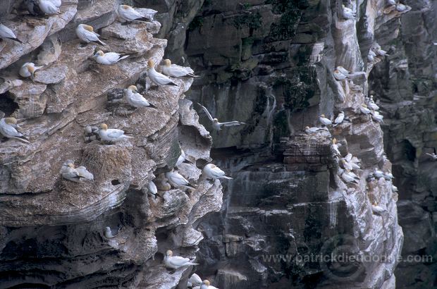 Gannet (Sula bassana) - Fou de Bassan -  20029