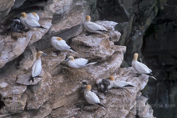 Gannet (Sula bassana) - Fou de Bassan -  20030