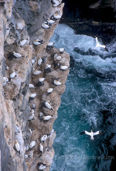 Gannet (Sula bassana) - Fou de Bassan -  20031