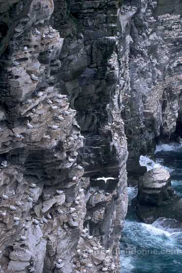 Gannet (Sula bassana) - Fou de Bassan -  20032