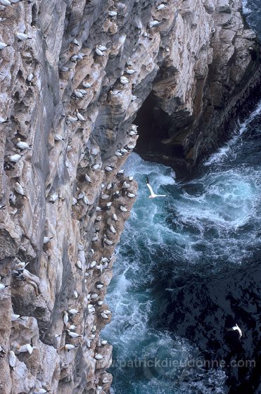 Gannet (Sula bassana) - Fou de Bassan -  20034