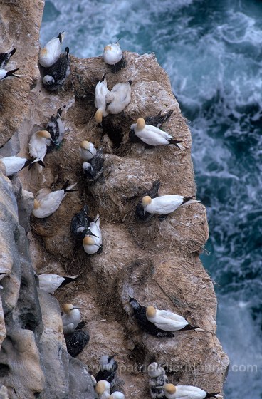 Gannet (Sula bassana) - Fou de Bassan -  20035