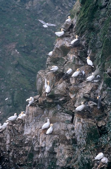 Gannet (Sula bassana) - Fou de Bassan -  20037