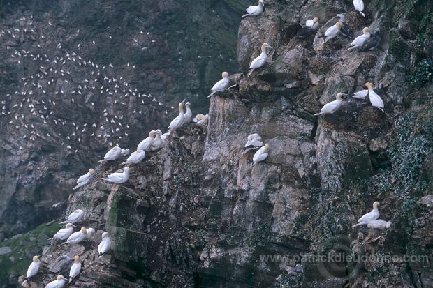 Gannet (Sula bassana) - Fou de Bassan -  20038