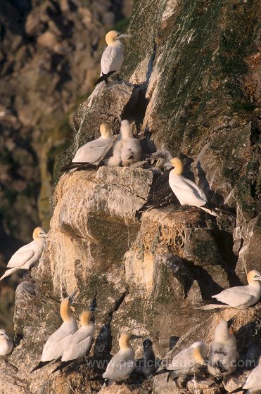 Gannet (Sula bassana) - Fou de Bassan -  20039