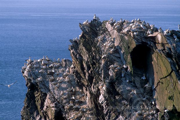 Gannet (Sula bassana) - Fou de Bassan -  20040