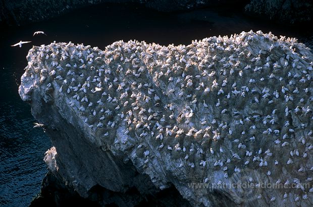 Gannet (Sula bassana) - Fou de Bassan -  20041