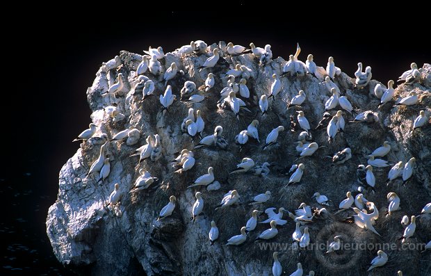 Gannet (Sula bassana) - Fou de Bassan -  20042