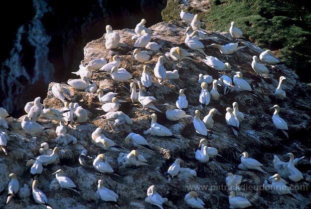 Gannet (Sula bassana) - Fou de Bassan -  20043