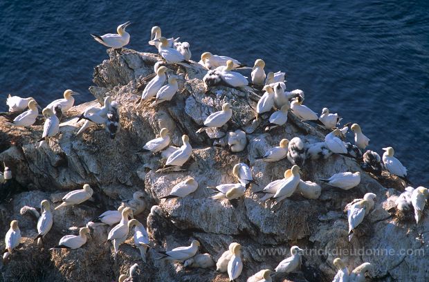 Gannet (Sula bassana) - Fou de Bassan -  20044